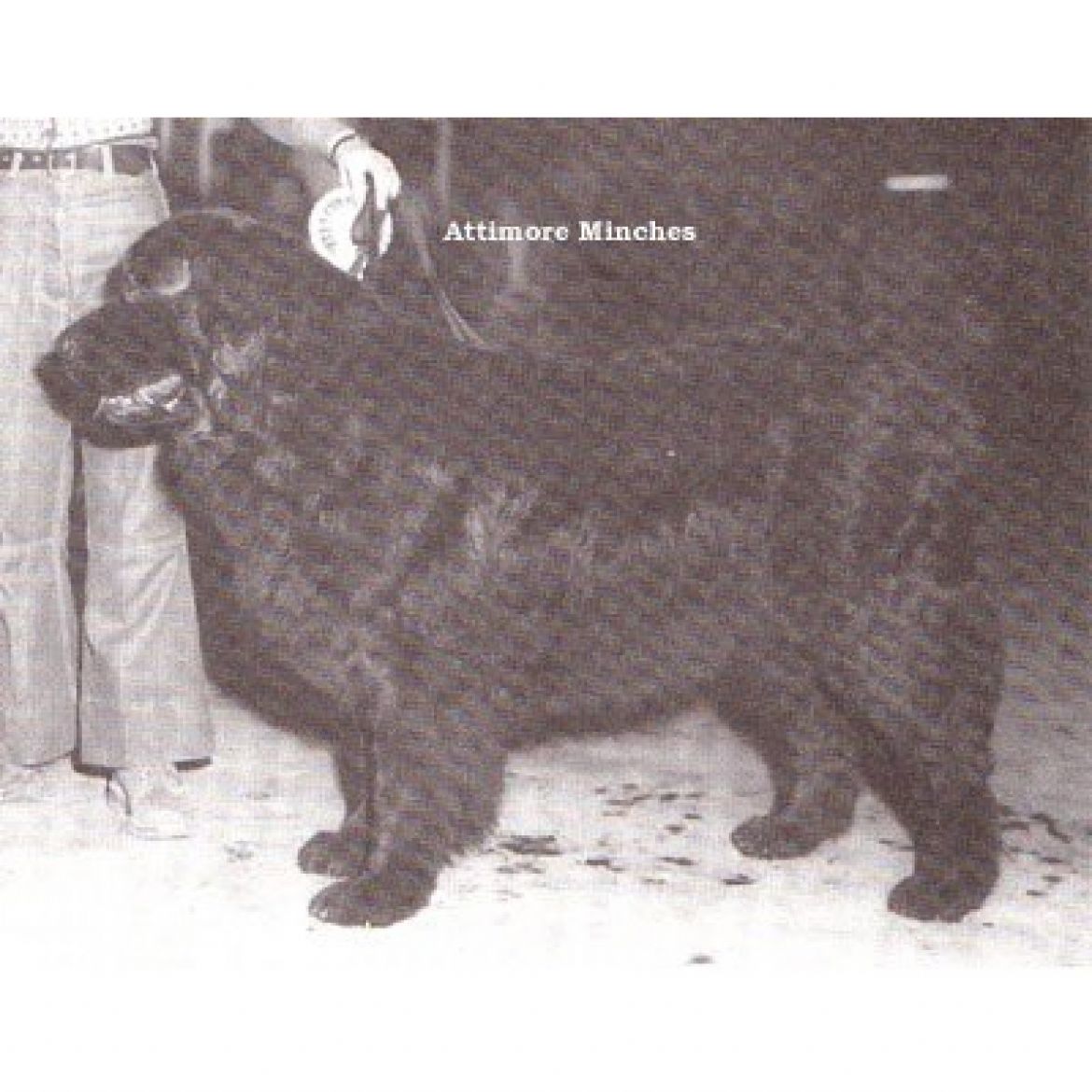 T Attimore Minches (06-02-1971)